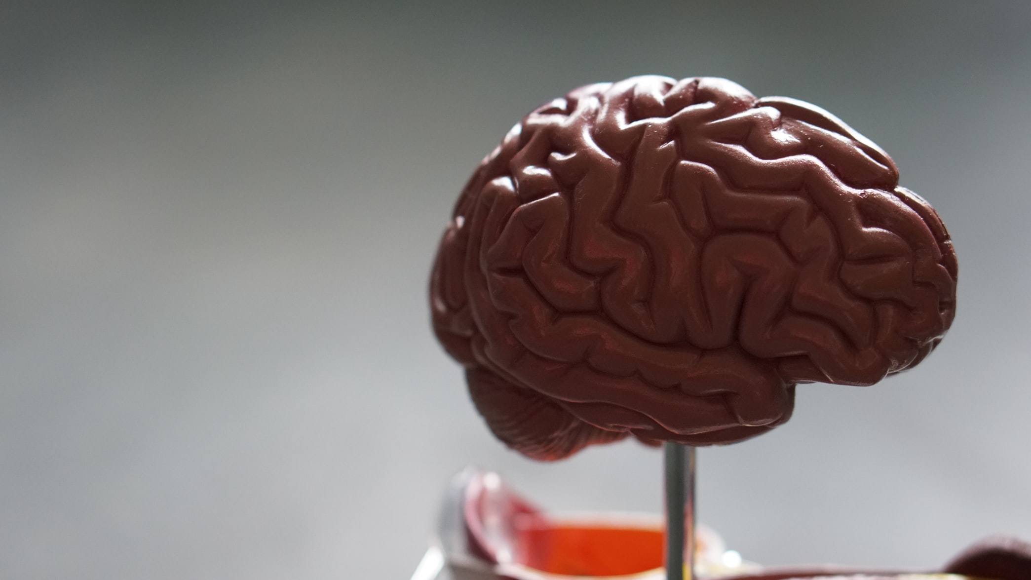 A plastic model of the human brain.