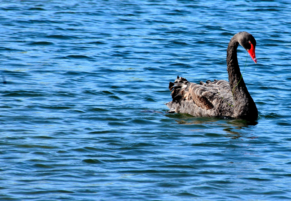 The Black Swan Is Dead – The Case for Operational Resilience (Part 1)
